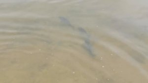 👉🐬🐋🦈Зарыбление
 водоёмов
 близ Смоленска💪💯