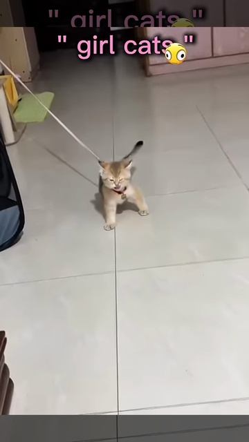 коты мальчиков vs  коты девочек 