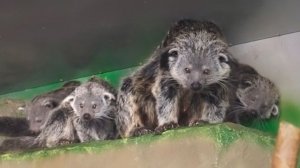 В семействе бинтуронгов, папа занял домик, а мама с детьми расположилась под потолком.