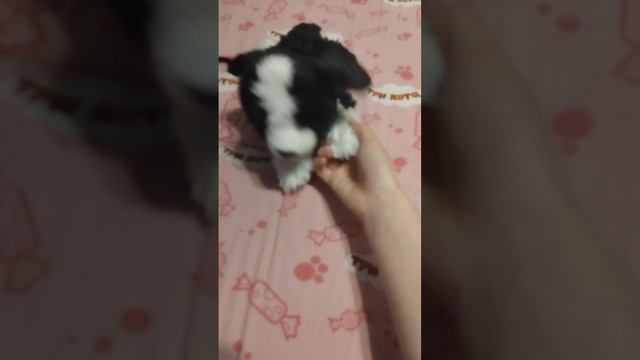 вечер с Фокси  с командами