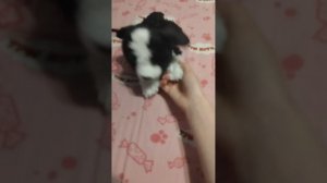 вечер с Фокси ( с командами)