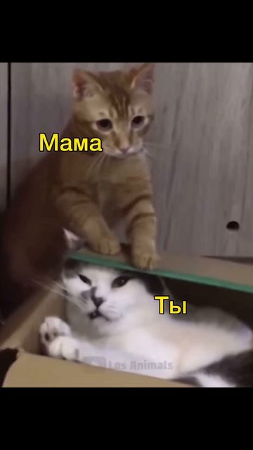 Озвучка животных котиков