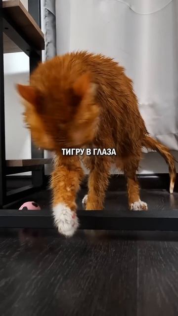 Помыть кота? кошка мытькота