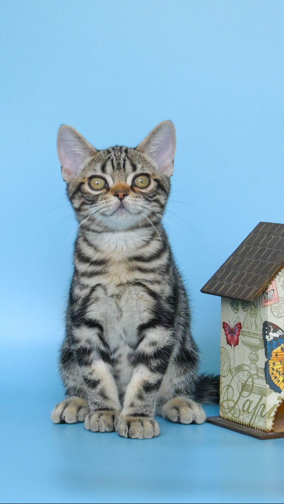 Котята Американской короткошерстной породы