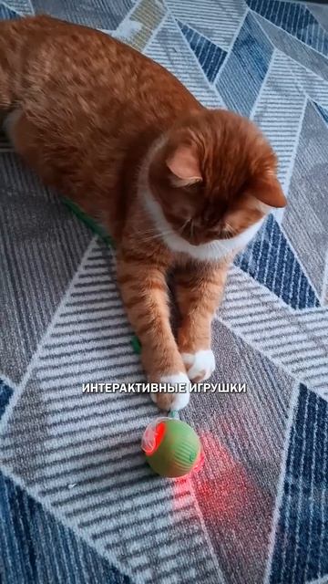 Игрушки котов и кошатники котики