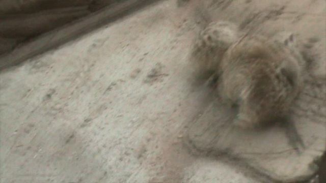 87)ГЕЛЕНЖИК САФАРИ ПАРК(2015 ГОД)