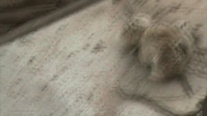 87)ГЕЛЕНЖИК САФАРИ ПАРК(2015 ГОД)