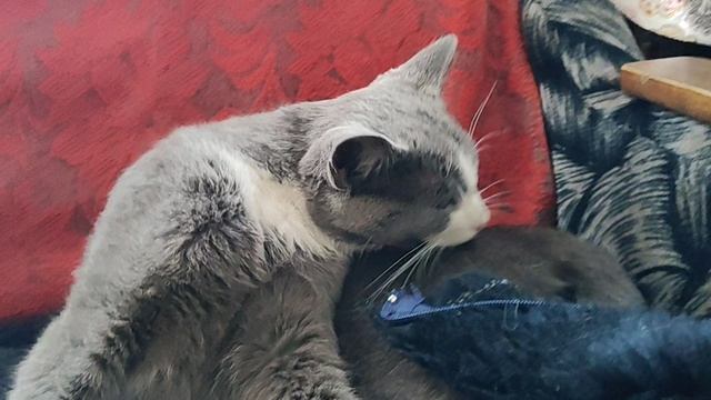 Барсик 16 04 2026 года