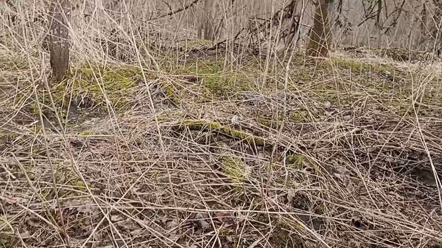 Что я нашел в лесу???