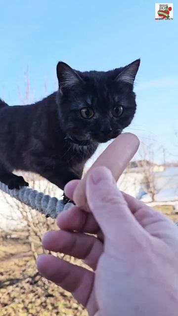 Пискунчик вспомнил что такое канат 🧶💪🐈⬛ #котик