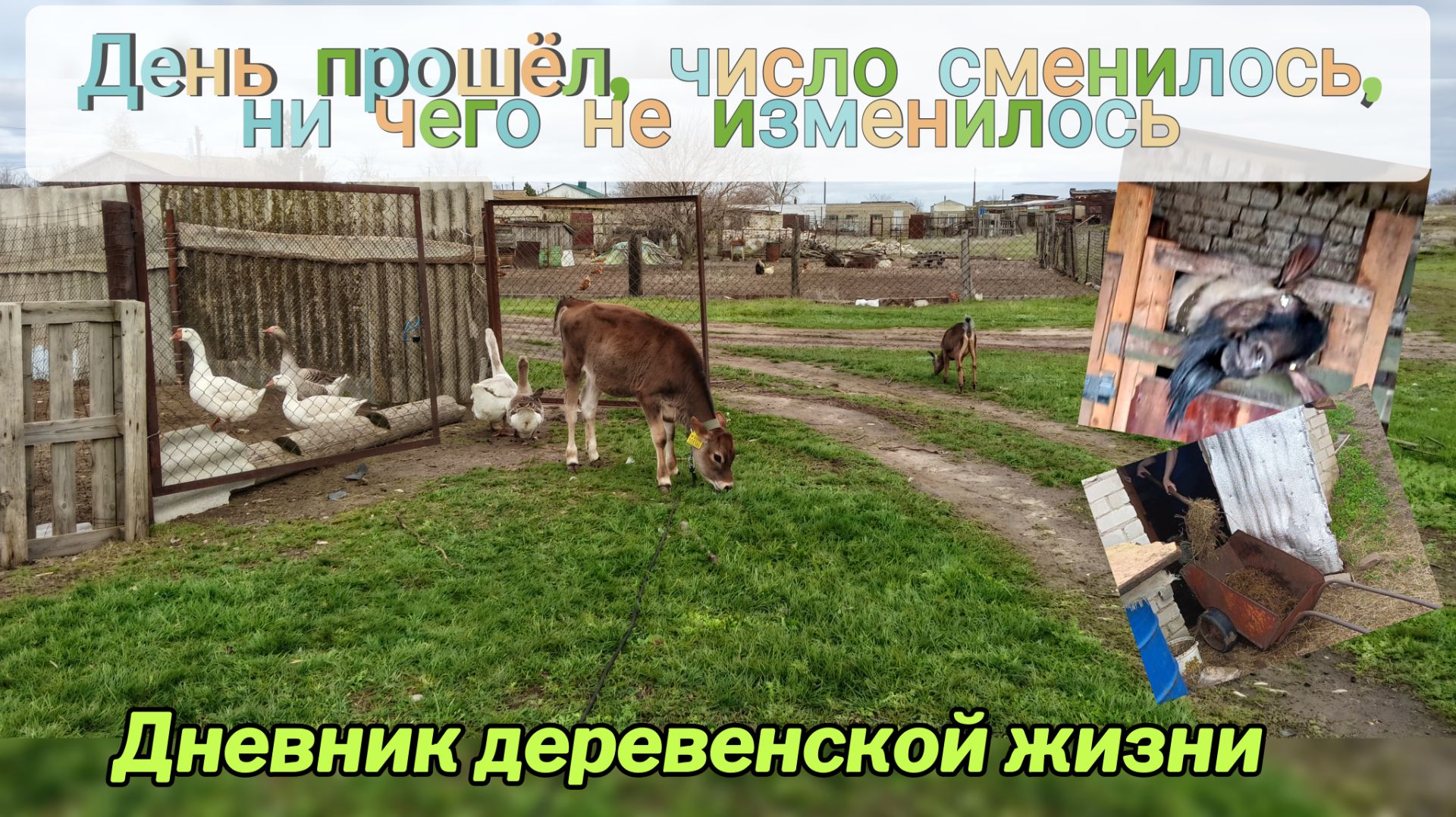 Устала от всего! Какой же удой у коз?