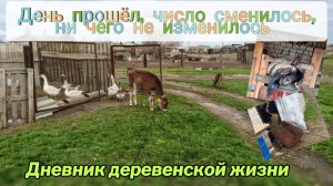 Устала от всего! Какой же удой у коз?