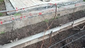 Открытие виноградника 16.04.2026 год