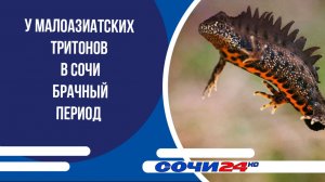 У малоазиатских тритонов в Сочи брачный период