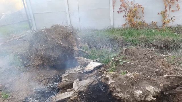 8. November 2025 Подгатовила ещё грядки, для ежевики и малины.