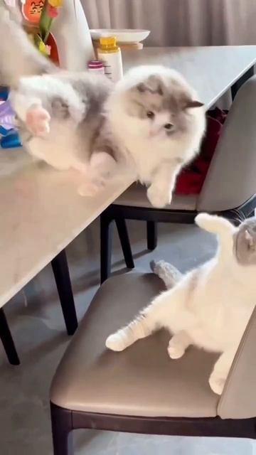 Клип @meowtaverse