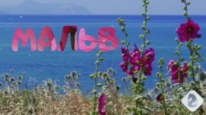 #МальваСимволСолнца#Видеоklass#ЖаннаДаценко#ЖизньПрекрасна#МузыкаДуши#УдивительнаяПрирода#МирЦветов#