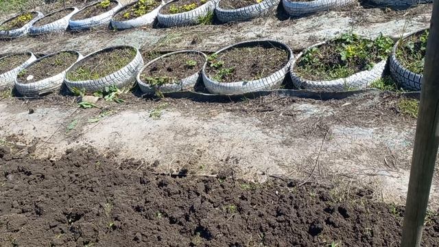 ЗДЕЛАЙ САМ. ТЕПЛИЦЫ ДЛЯ ОВОЩЕЙ.