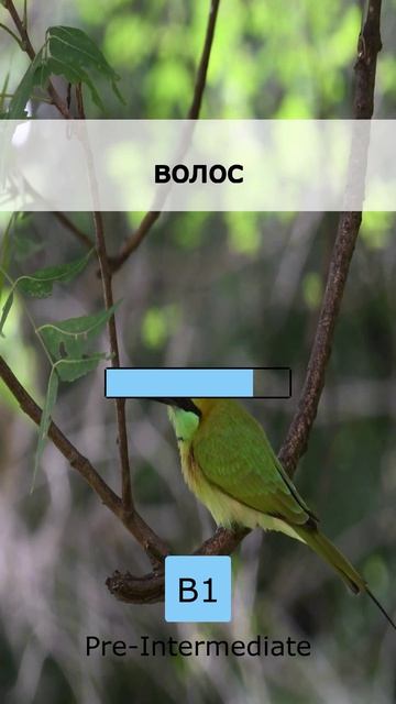 🚀 Экспресс-урок: 5 новых слов B1 (30 April 2026)