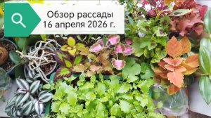 Обзор рассады на 16 апреля 2026 года. #обзор_рассады, #рассада_томатов, #рассада_цветов