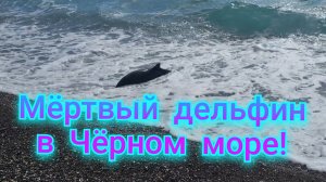 НОВАЯ ГАГРА,ПРОГУЛКА И УЖАСНАЯ ТРАГЕДИЯ,  МЁРТВЫЙ ДЕЛЬФИН В МОРЕ!🐬