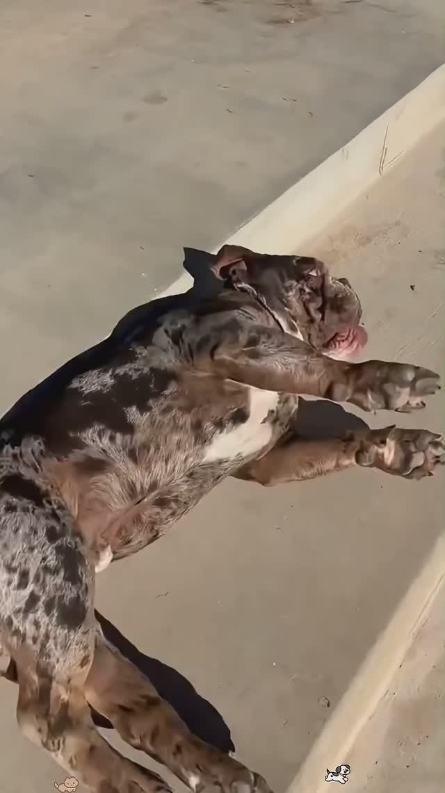 Приколы с собакенами🐩🐩Угар! Смех до слез😂😂