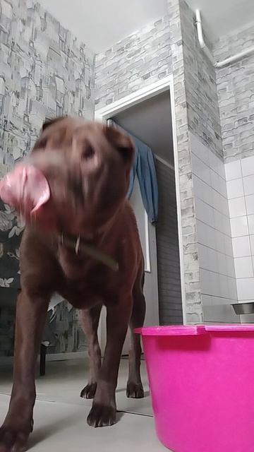 наказываю чему научила собаку