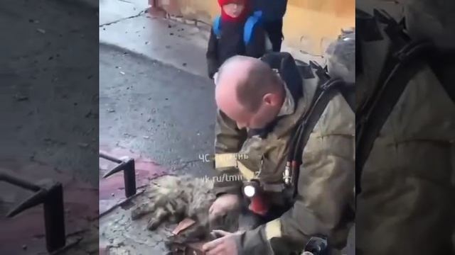 Спасатели откачали кота который надышался угарным газом во время пожара в Тюмени. 