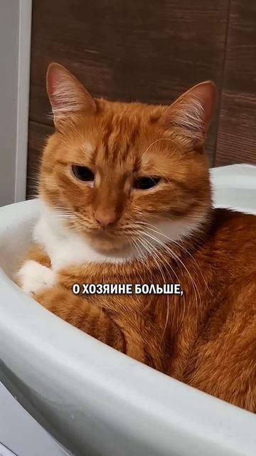 Кот и секреты #кошатники