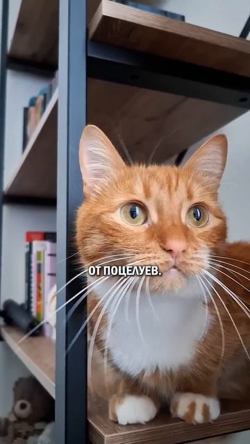 Загадывать желания и кот #жизньскотами