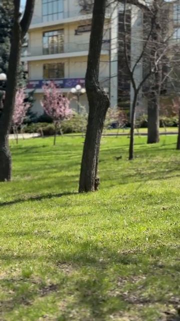 Белочка в парке Щербакова 