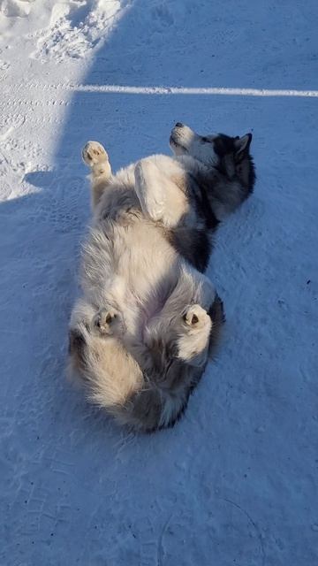 Аляскинский Маламут Юкас