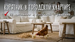 22 цыпленка в городской квартире? Как мы их вырастили до переезда на дачу 🐥🤣