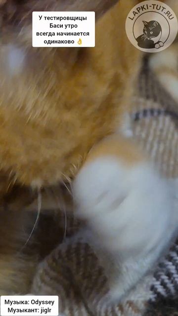 У Баси свои правила по утрам 😂👌

#лапкитут #кошкавдоме #распорядокдня #питомец #рыжаякошка