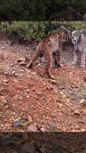 Вместо привычной кошачьей драки иберийские рыси бодаются друг с другом как бараны