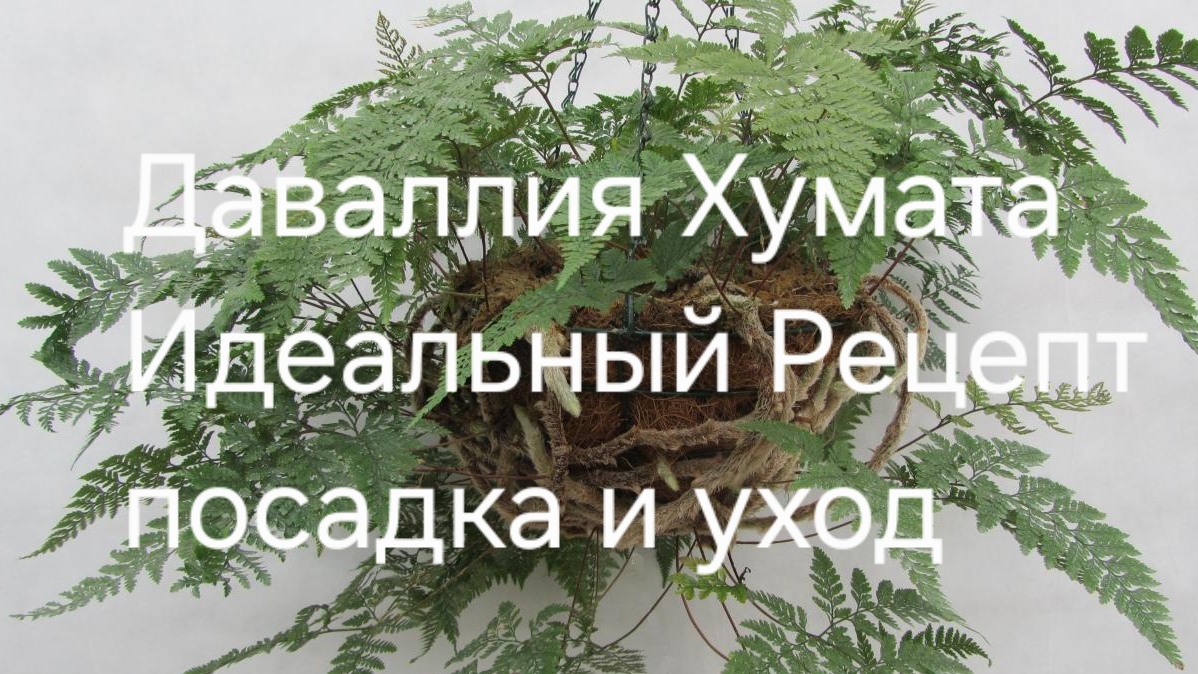 Даваллия Хумата Тайрмени идеальный рецепт ухода