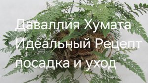 Даваллия Хумата Тайрмени идеальный рецепт ухода