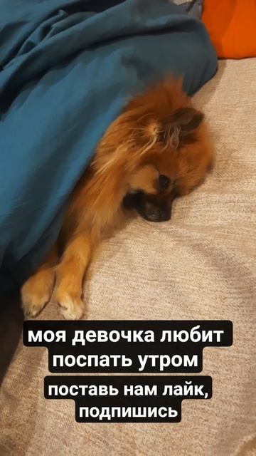 ЛАКИ ЗАСОНЯ собака шпицнемецкийкарликовыйлакиshorts суперсобака любовьживотныедома