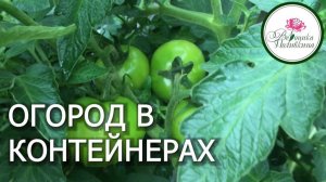 Огород в контейнерах и высокая грядка