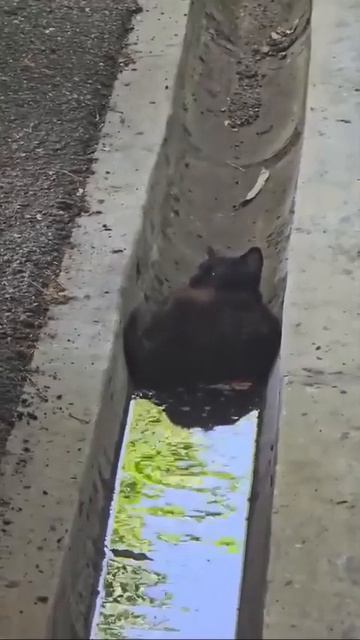 Под лежачего кота вода не течёт😹  Смешные видео 👉Подписаться