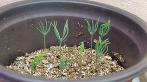 Дачные истории. Получила плодовые кустарники.