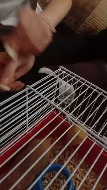 сидим с подругами и хомяком и смотрим Стажи Галактики