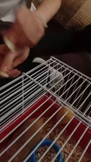 сидим с подругами и хомяком и смотрим Стажи Галактики