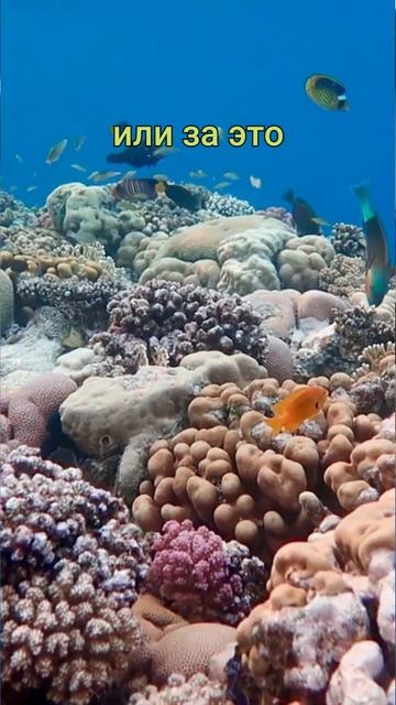 Дайвинг в Египте