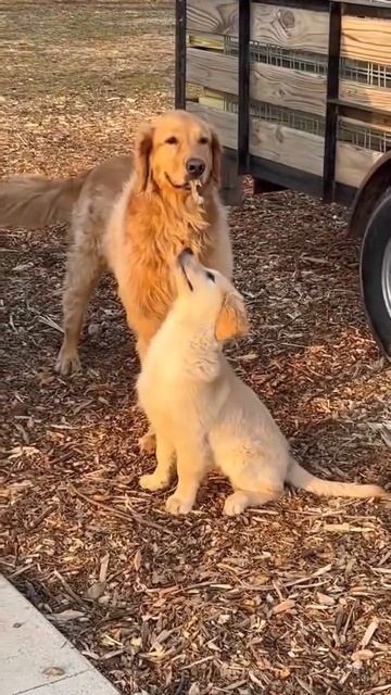 Для собаки ветка - добыча!