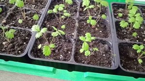 Рассада земляники из семян: обзор на начало апреля