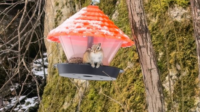 БЕЛОКУРИХА. ЗАВТРАК БУРУНДУКА