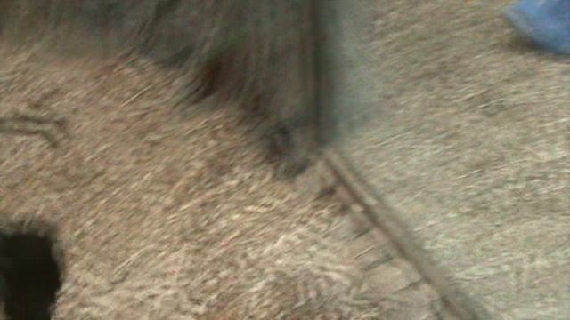 66ГЕЛЕНЖИК САФАРИ ПАРК2015 ГОД