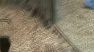 66)ГЕЛЕНЖИК САФАРИ ПАРК(2015 ГОД)