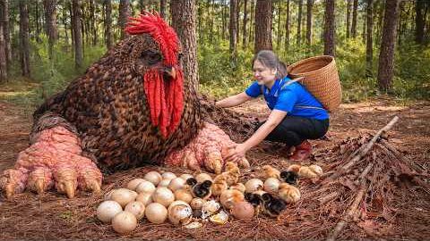 Сбор гигантских диких кур  Сотни яиц одновременно высиживаются в крошечных цыплят.